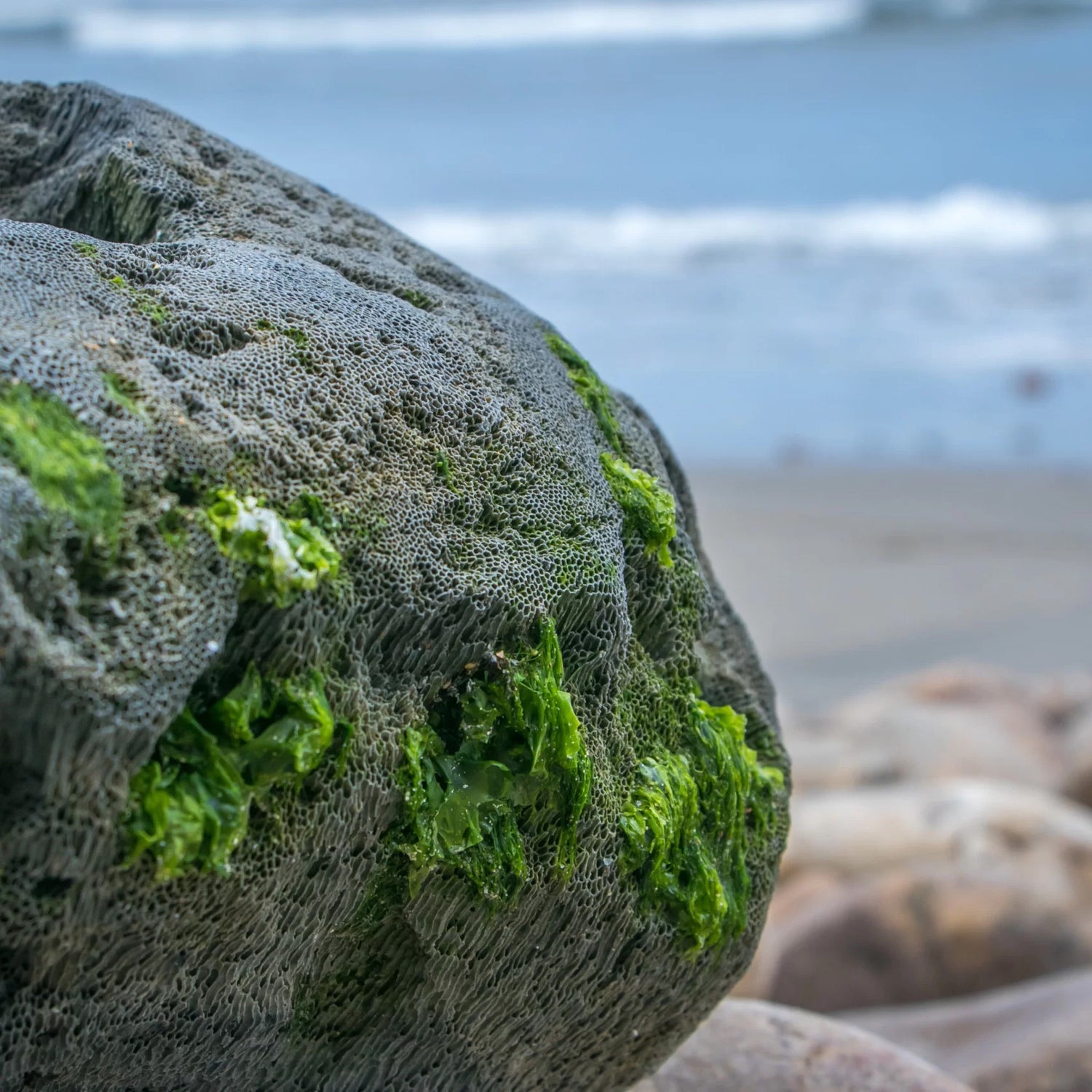 Ocean planter